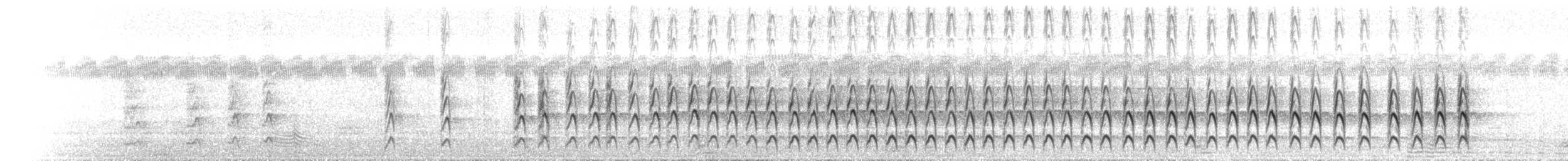 White-plumed Honeyeater - ML646121657