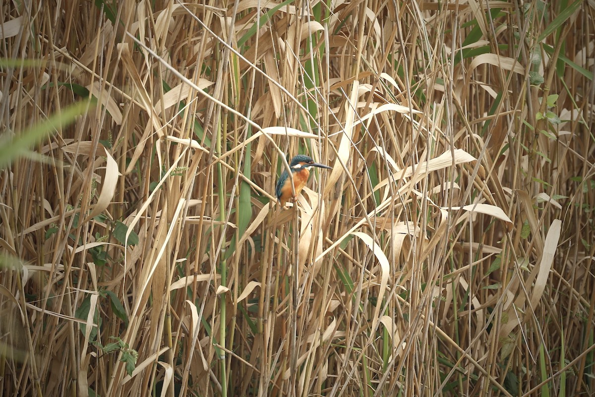 Рибалочка блакитний - ML646121670