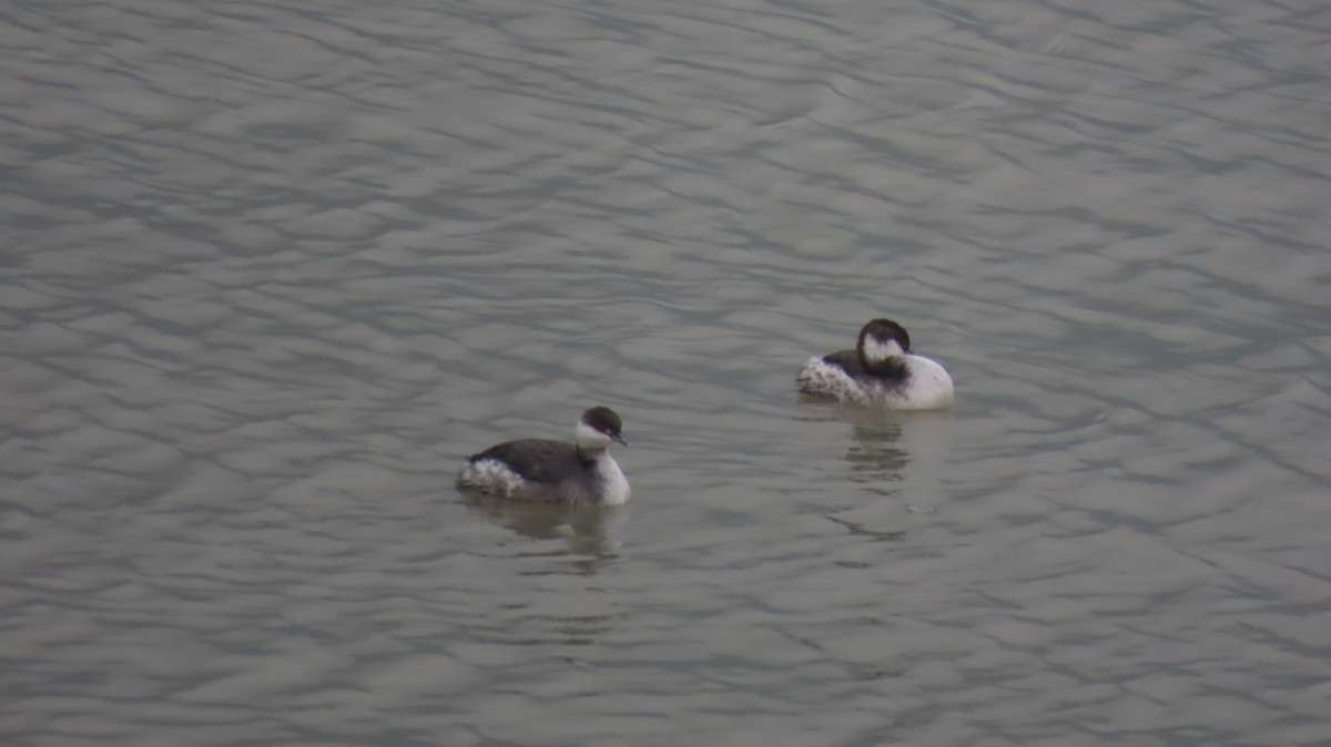 Красношейная поганка - ML646121677