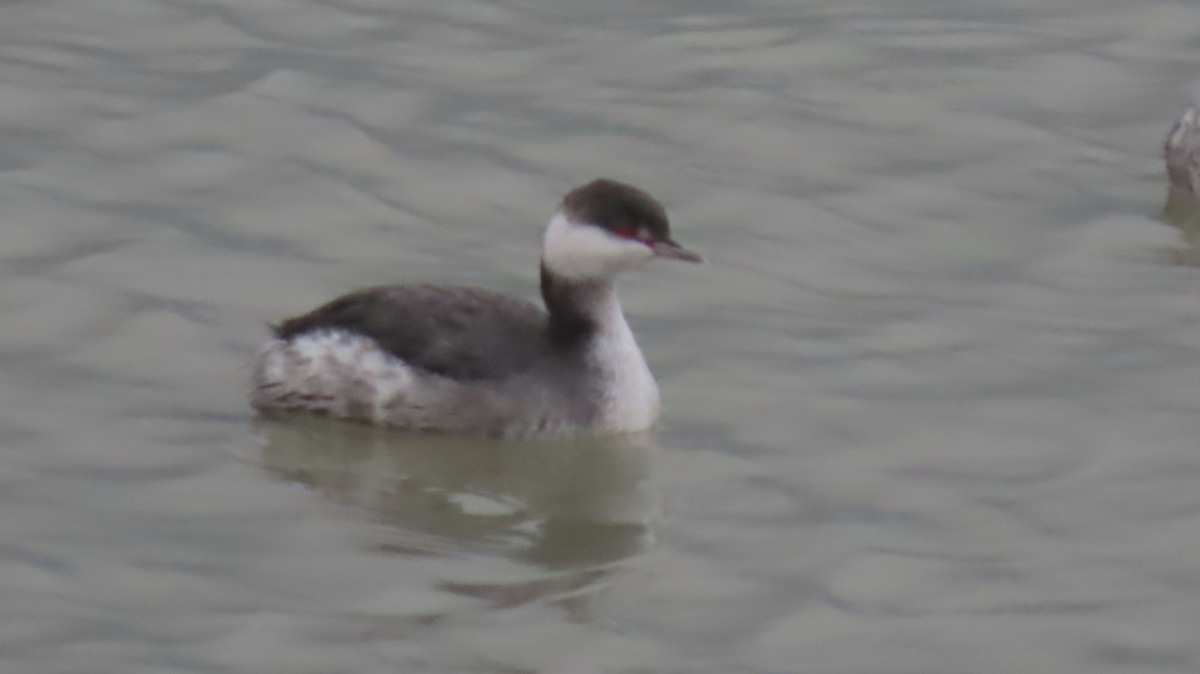 Красношейная поганка - ML646121678