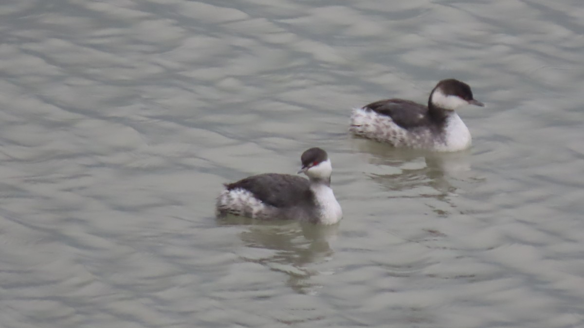 Красношейная поганка - ML646121679