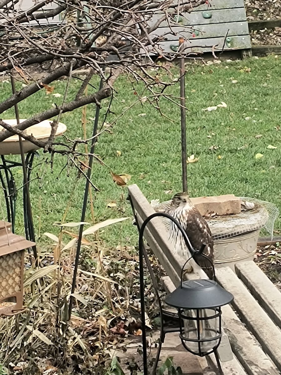 Rundschwanzhabicht - ML646121682