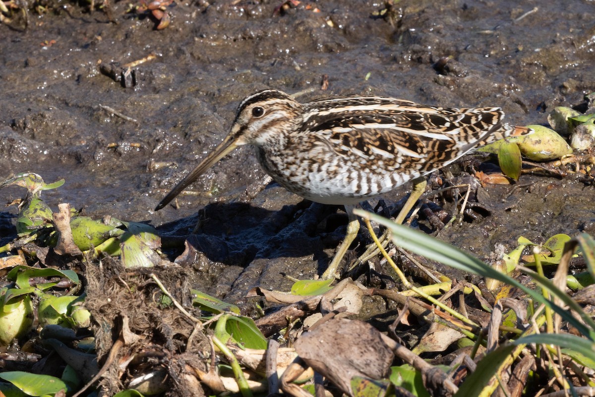 bekasina severoamerická - ML646121683