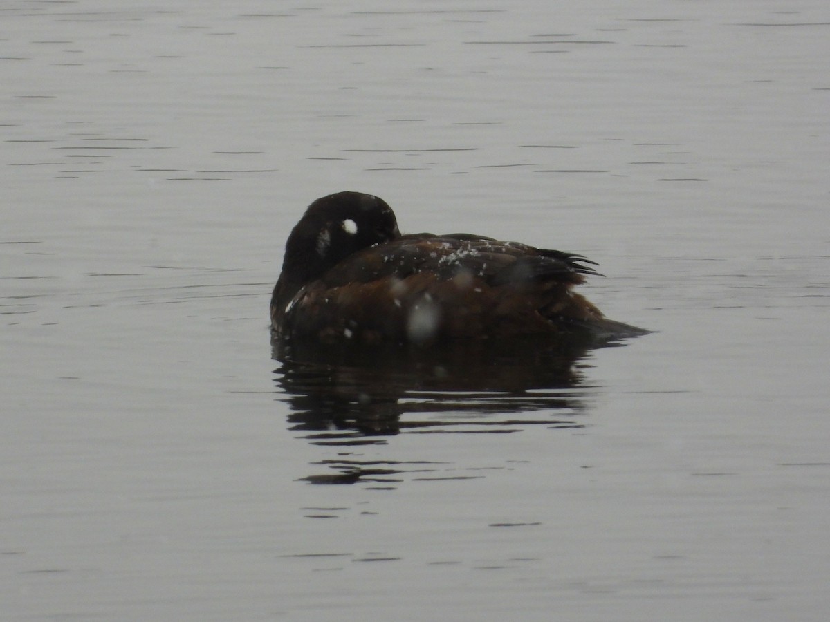 Harlequin Duck - ML646121690
