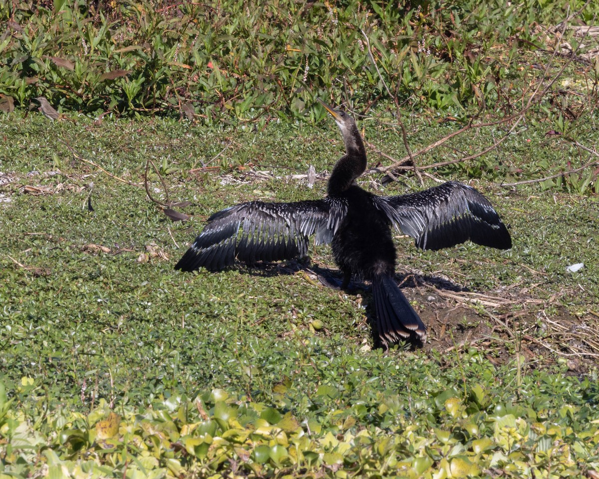 anhinga americká - ML646121693