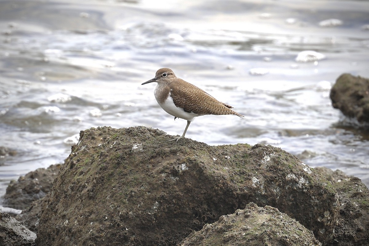 Набережник палеарктичний - ML646121697