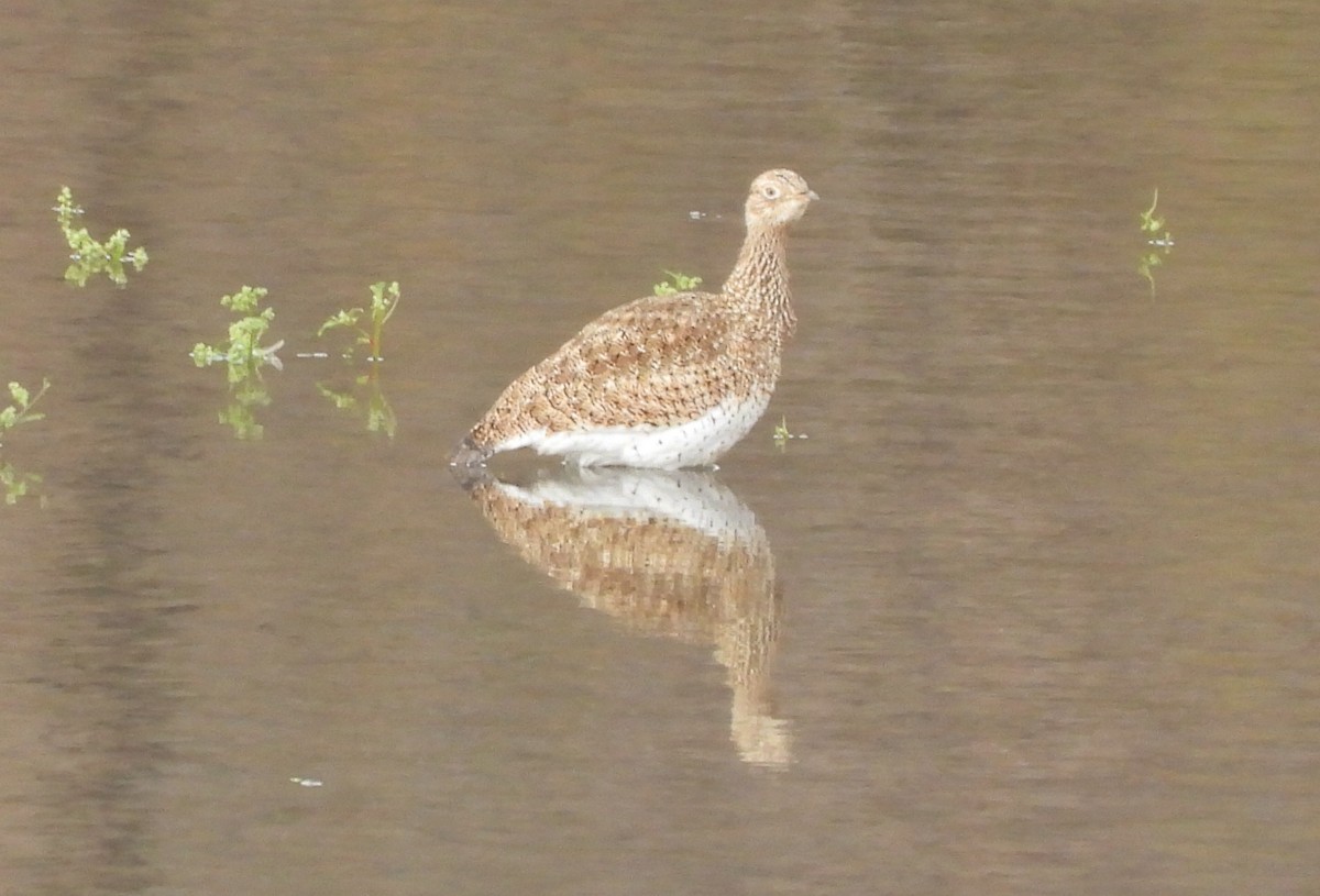 Gallina prataiola - ML646121701