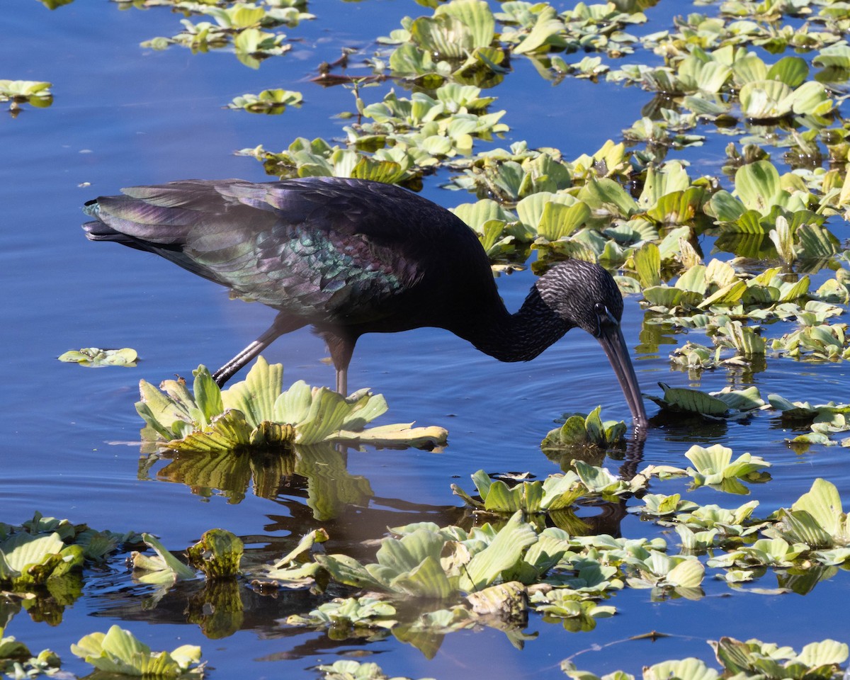 ibis hnědý - ML646121703