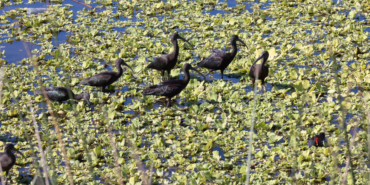 ibis hnědý - ML646121704