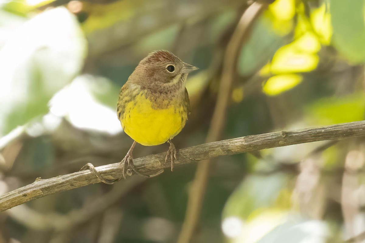 Chestnut Bunting - ML646121709