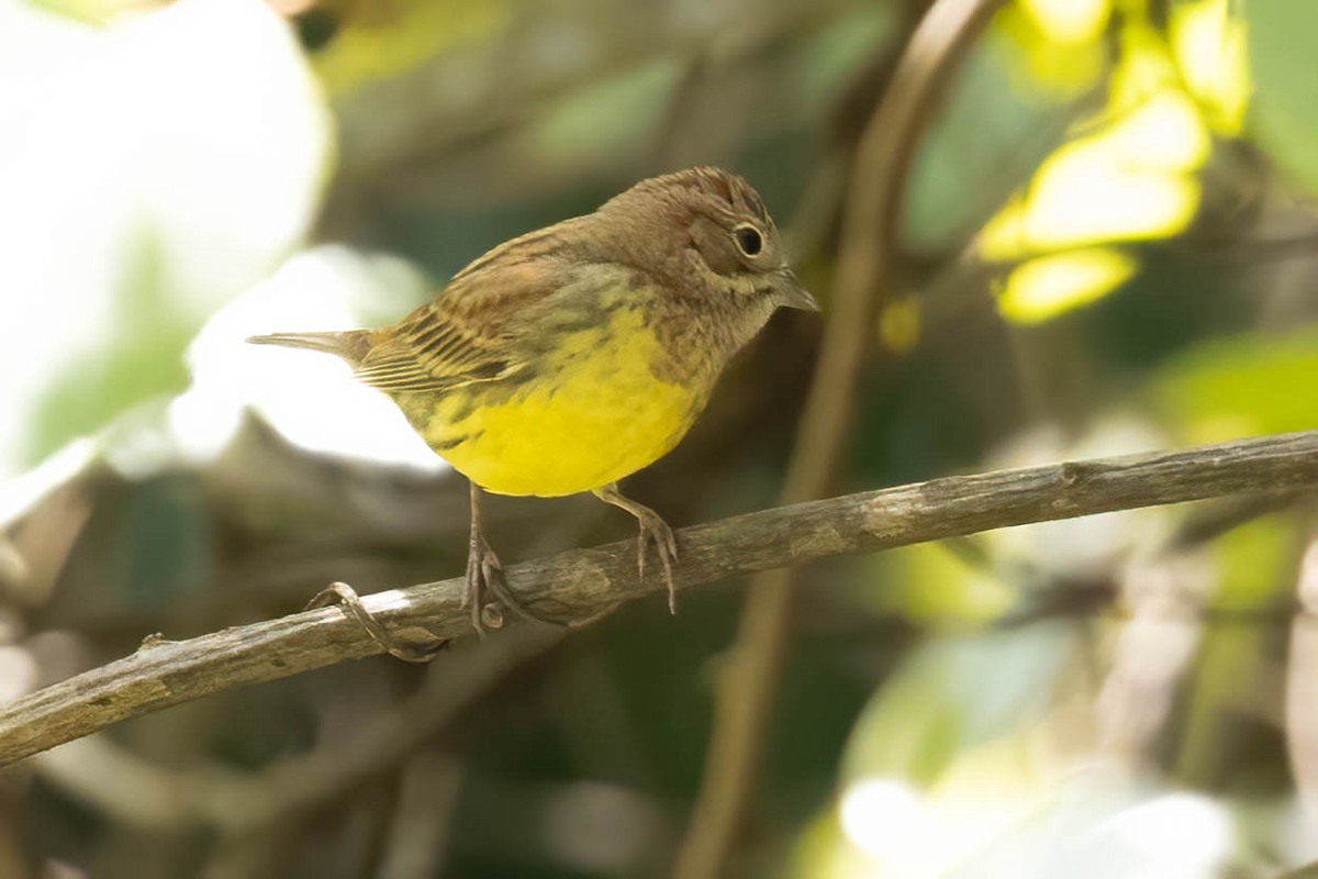 Chestnut Bunting - ML646121713