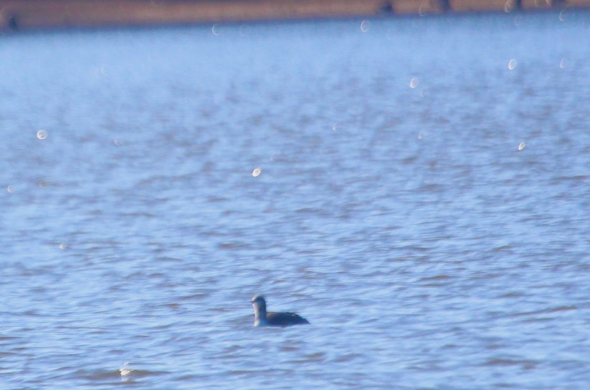 Гагара червоношия - ML646121731