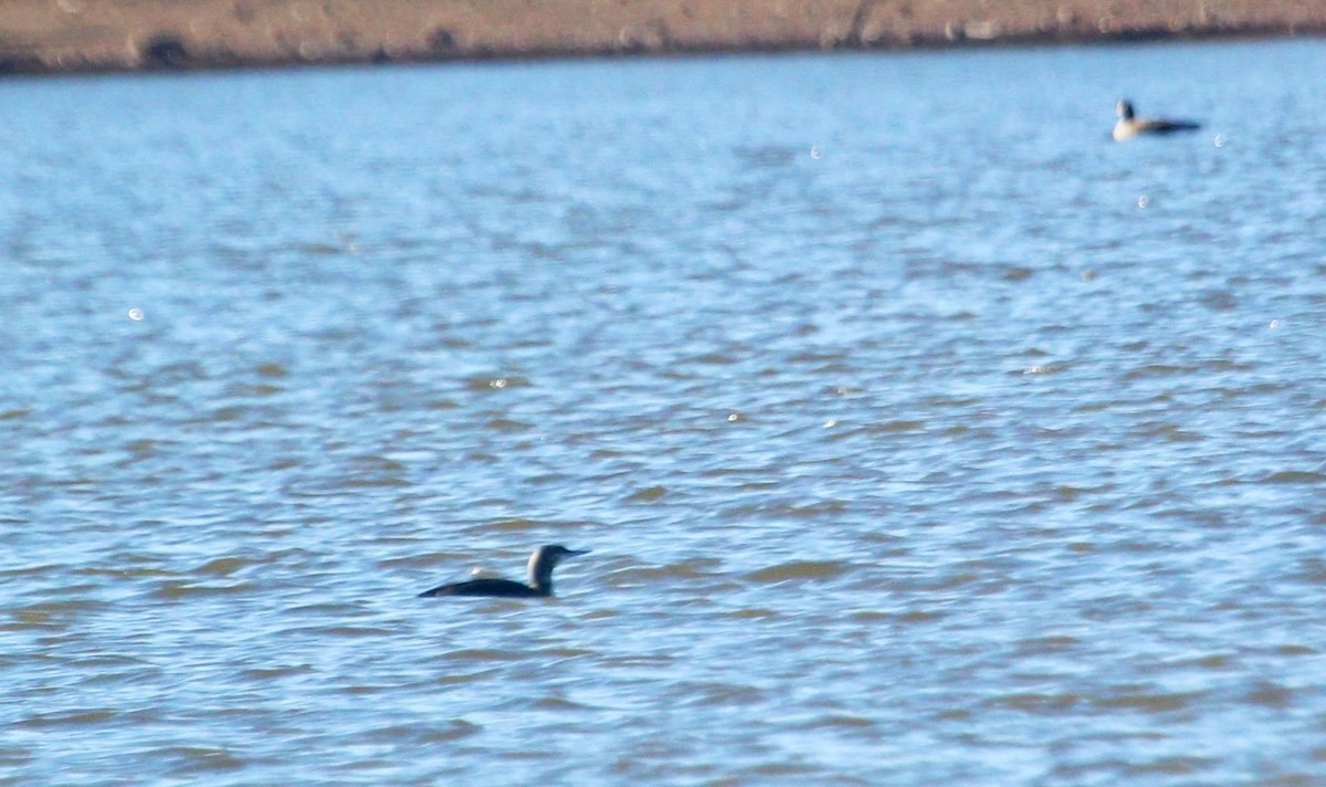 Гагара червоношия - ML646121732