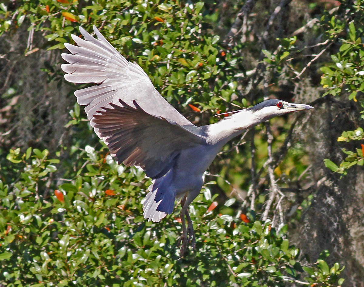 Black-crowned Night Heron - ML646121733