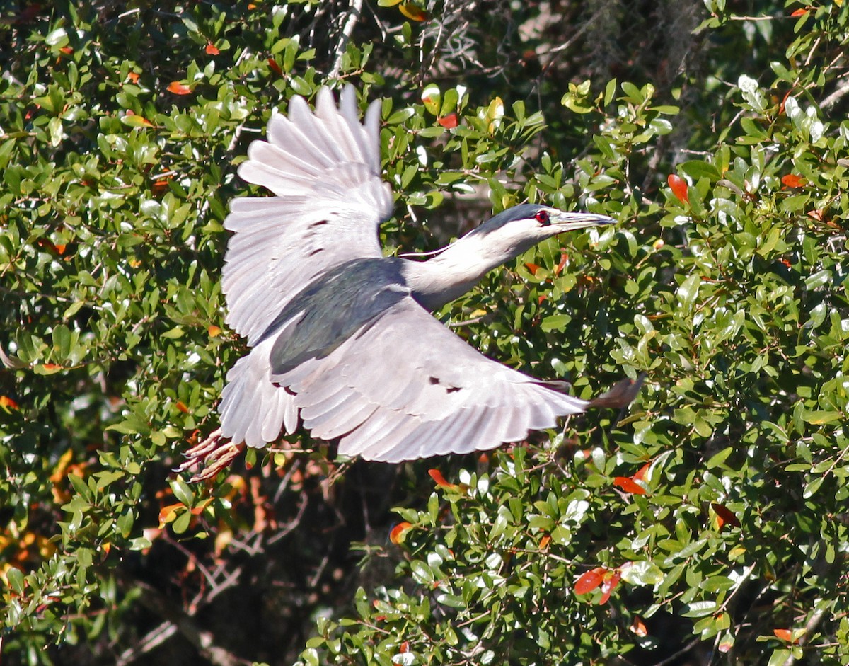 Black-crowned Night Heron - ML646121734