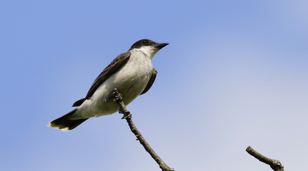 Tirano Oriental - ML646121736