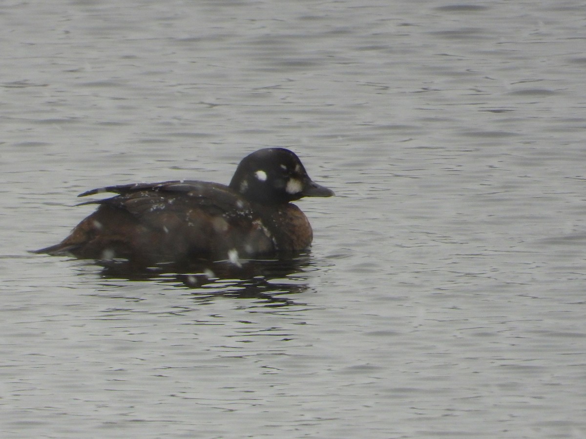 Harlequin Duck - ML646121739