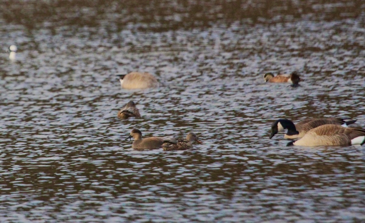 Нерозень - ML646121743