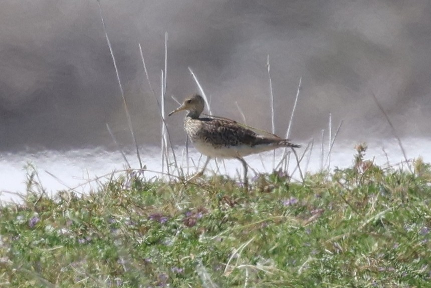 Upland Sandpiper - ML646121744