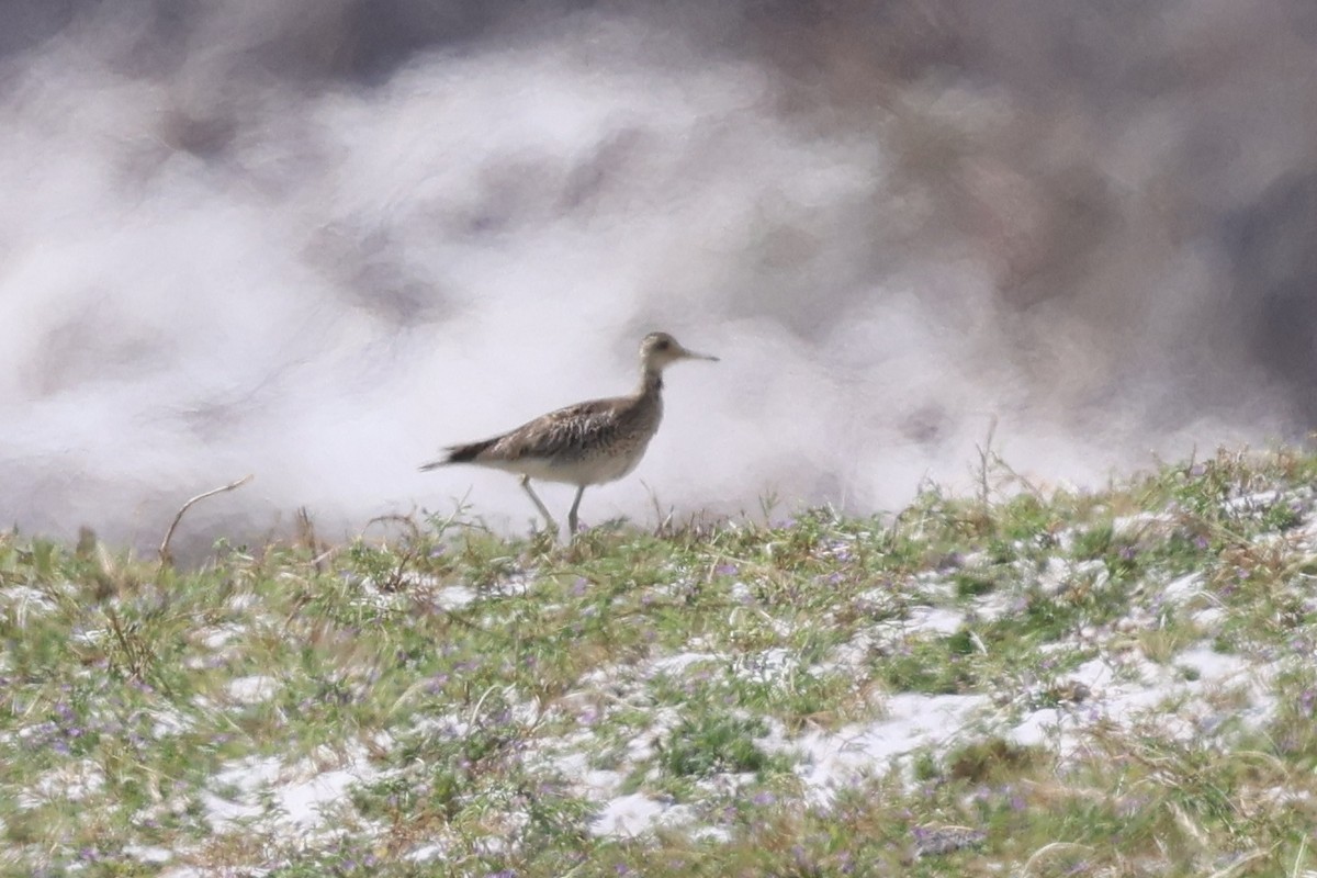 Upland Sandpiper - ML646121745