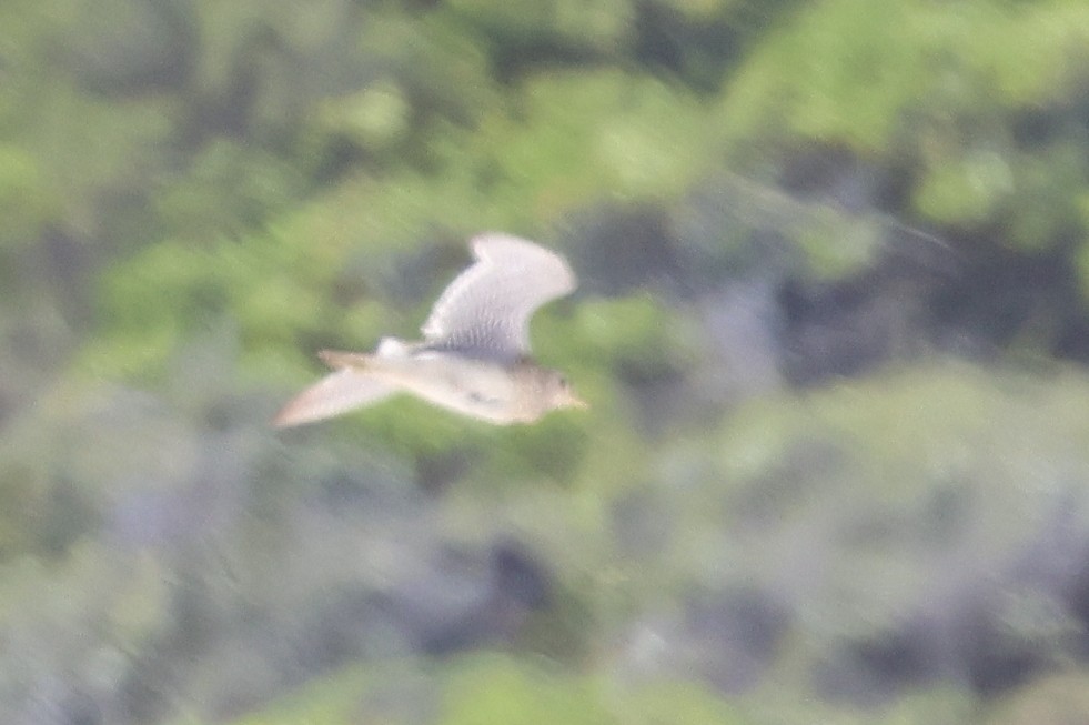 Upland Sandpiper - ML646121748