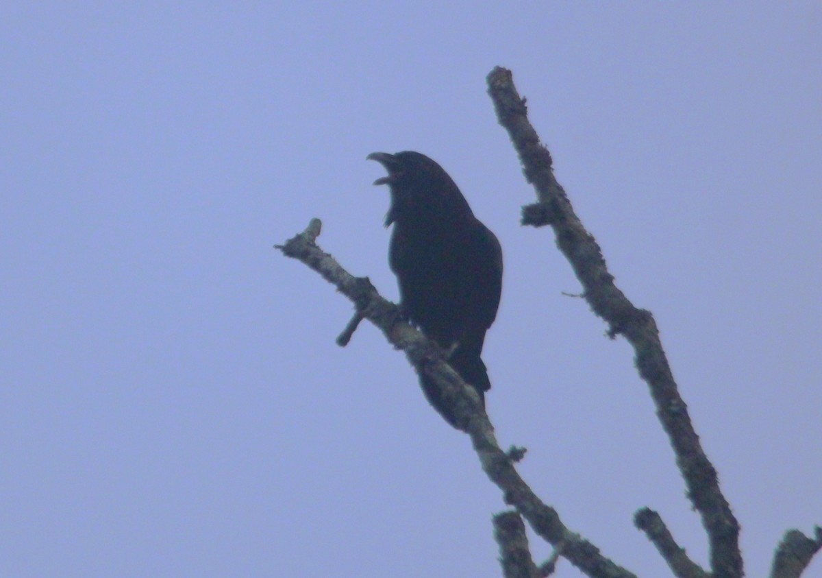 Крук звичайний - ML646121766