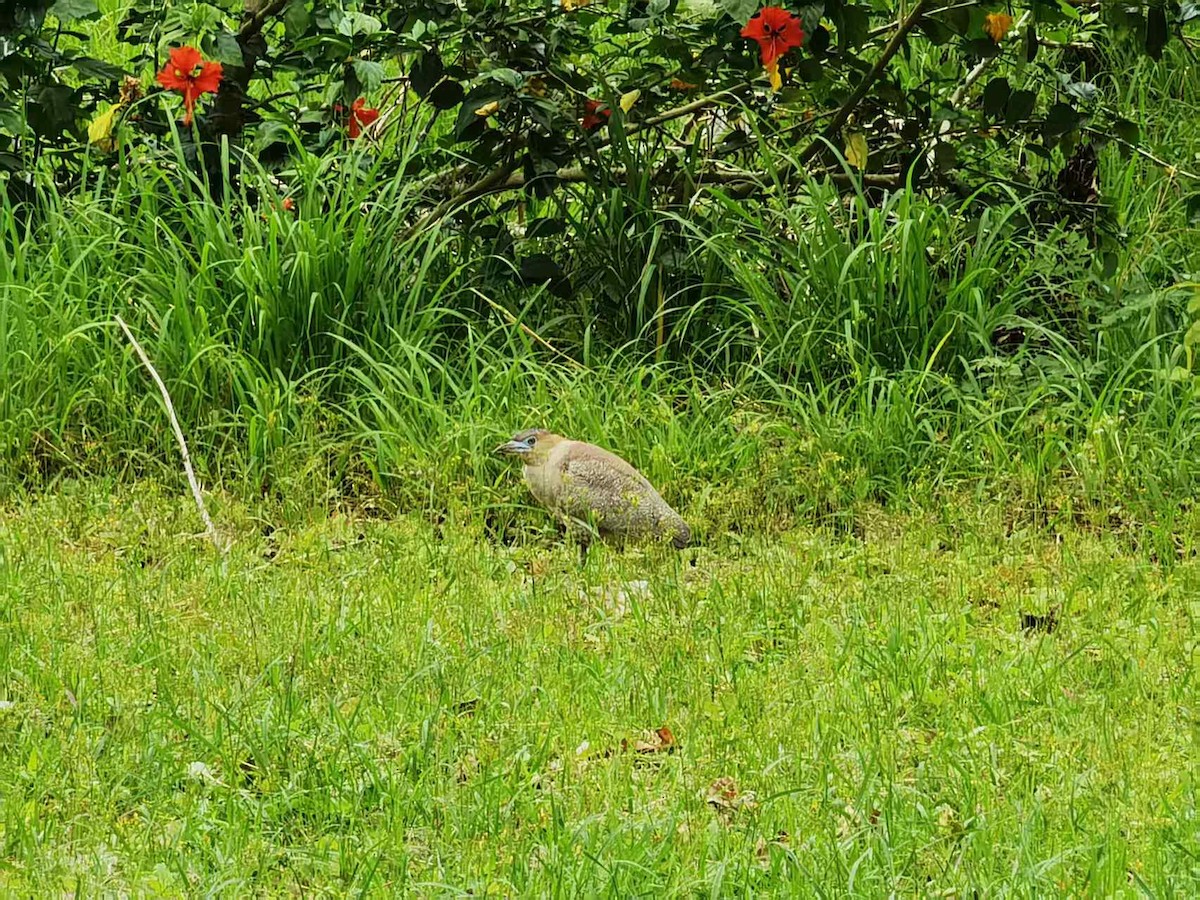 Malayan Night Heron - ML646121769