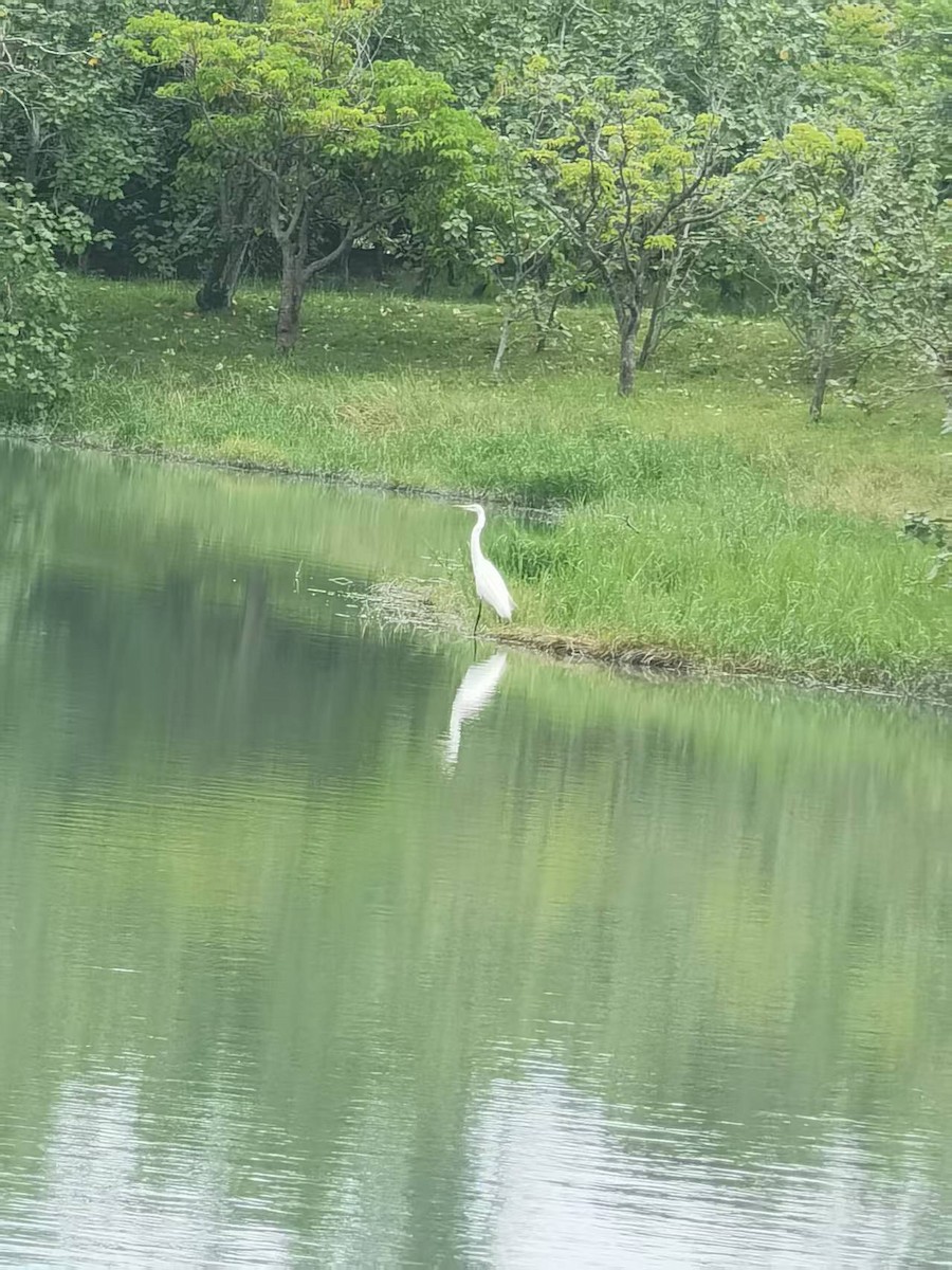 Medium Egret - ML646121770