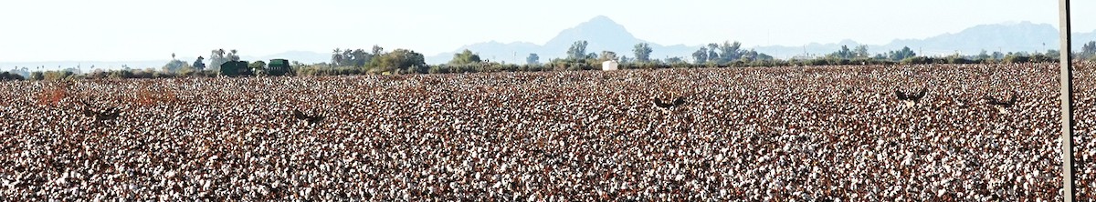 動物界 - ML646121771