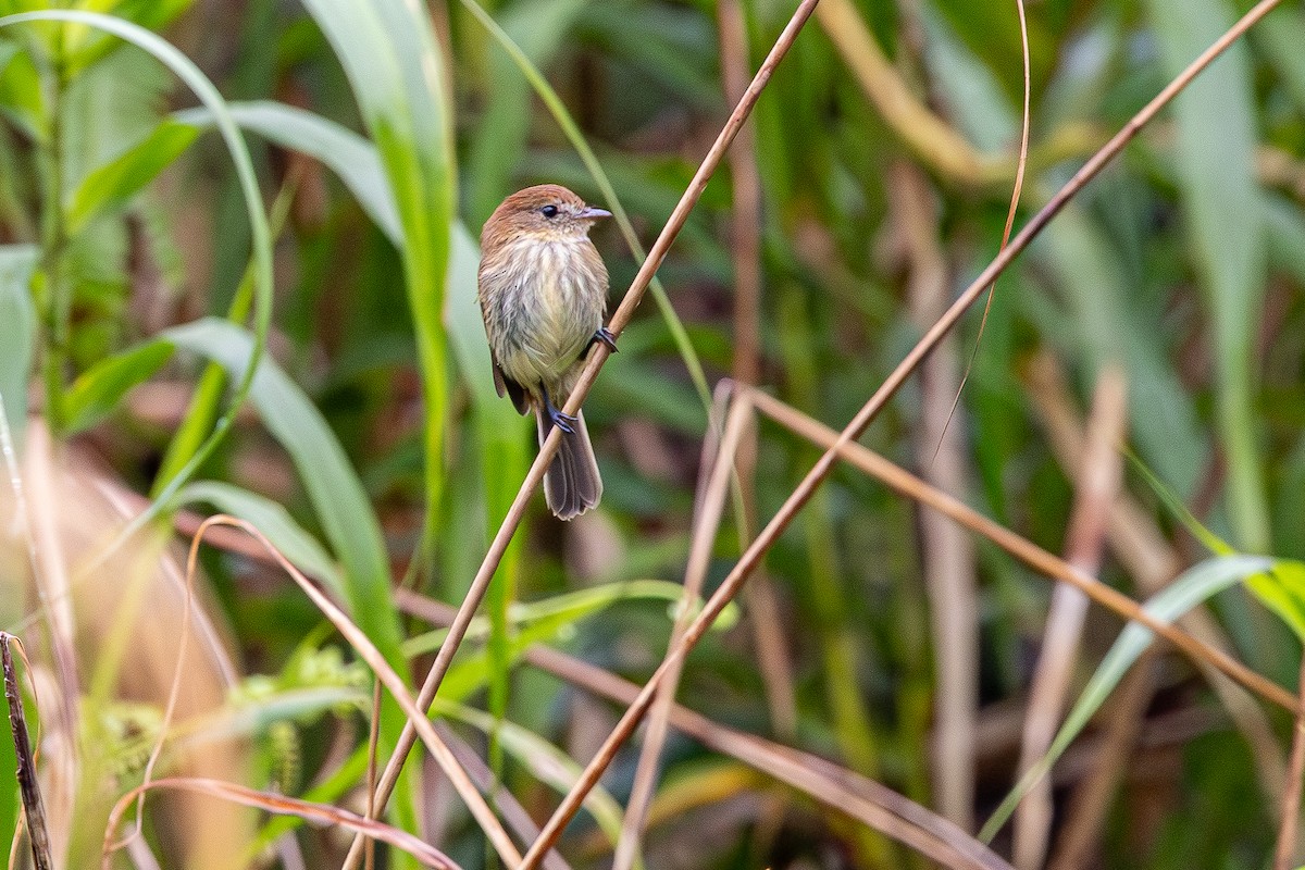 Bran-colored Flycatcher - ML646121773
