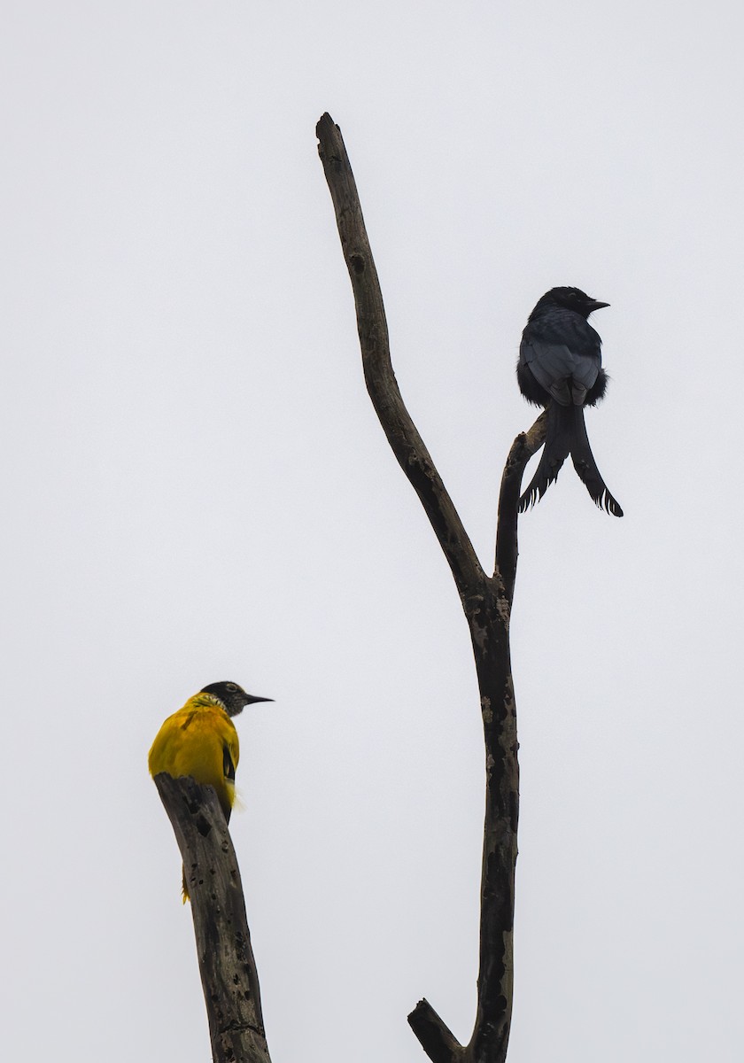 drongo černý - ML646121775