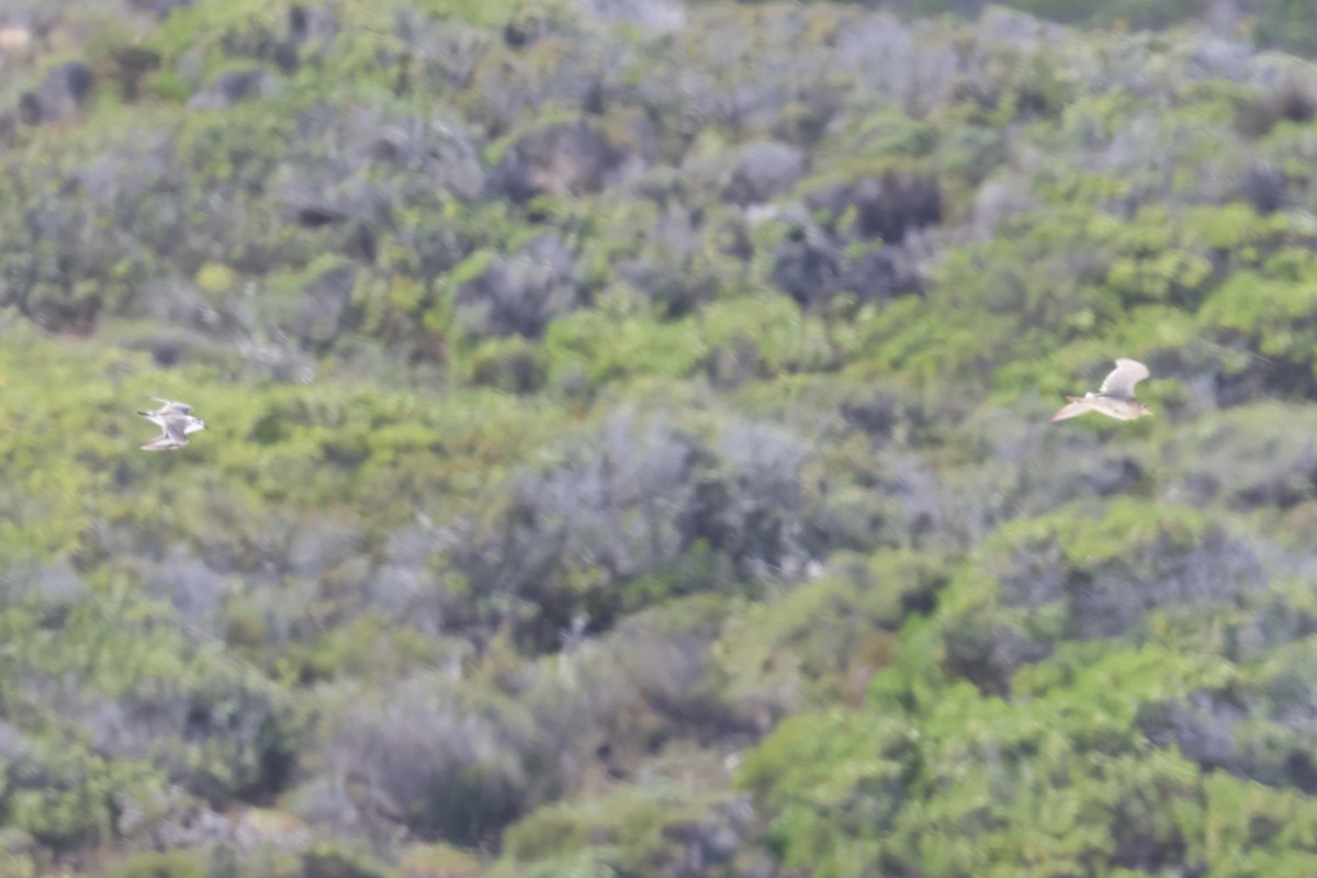 Upland Sandpiper - ML646121788