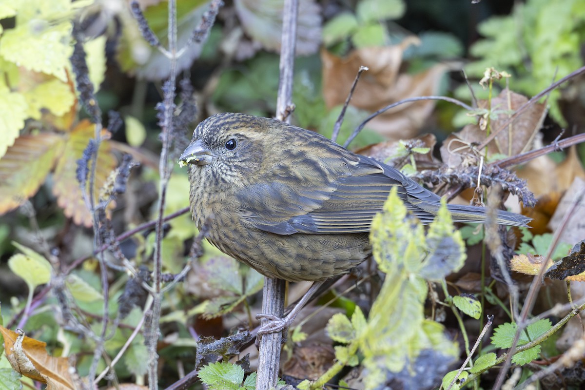 Dark-rumped Rosefinch - ML646121798