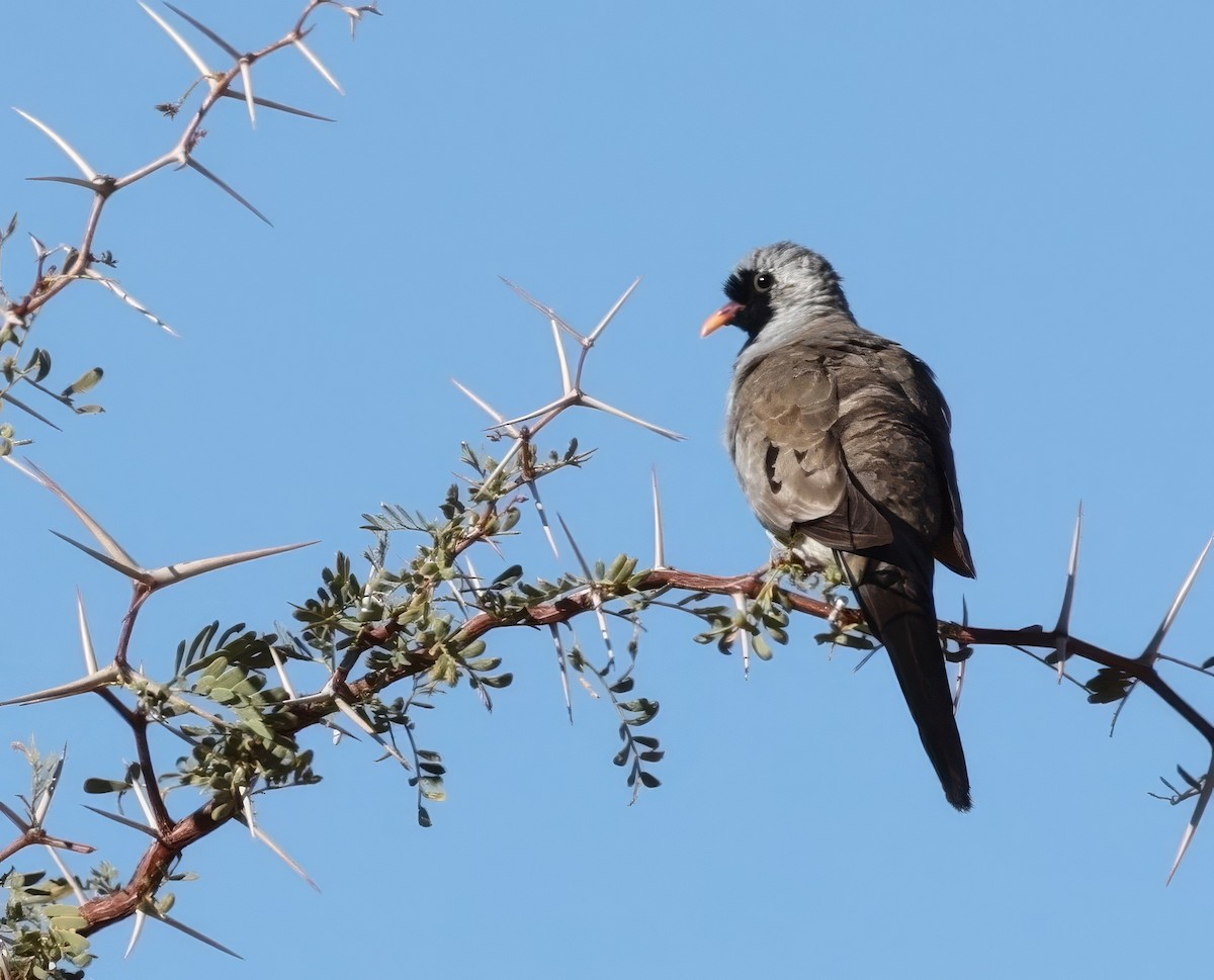 Namaqua Dove - ML646121800