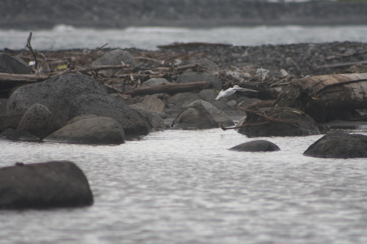 Crab-Plover - ML646121803