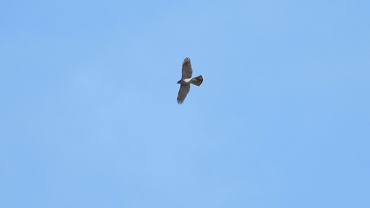 Eurasian Goshawk - ML646121812