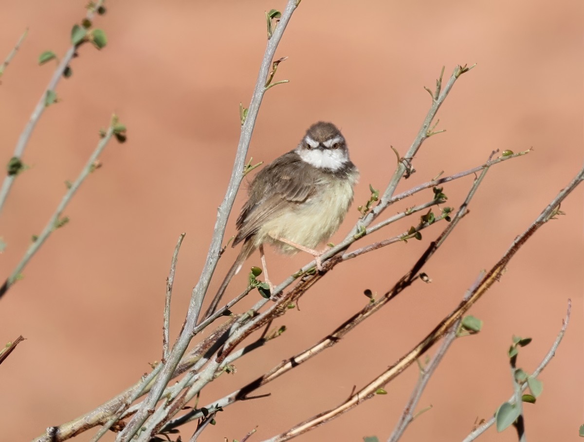 Black-chested Prinia - ML646121816