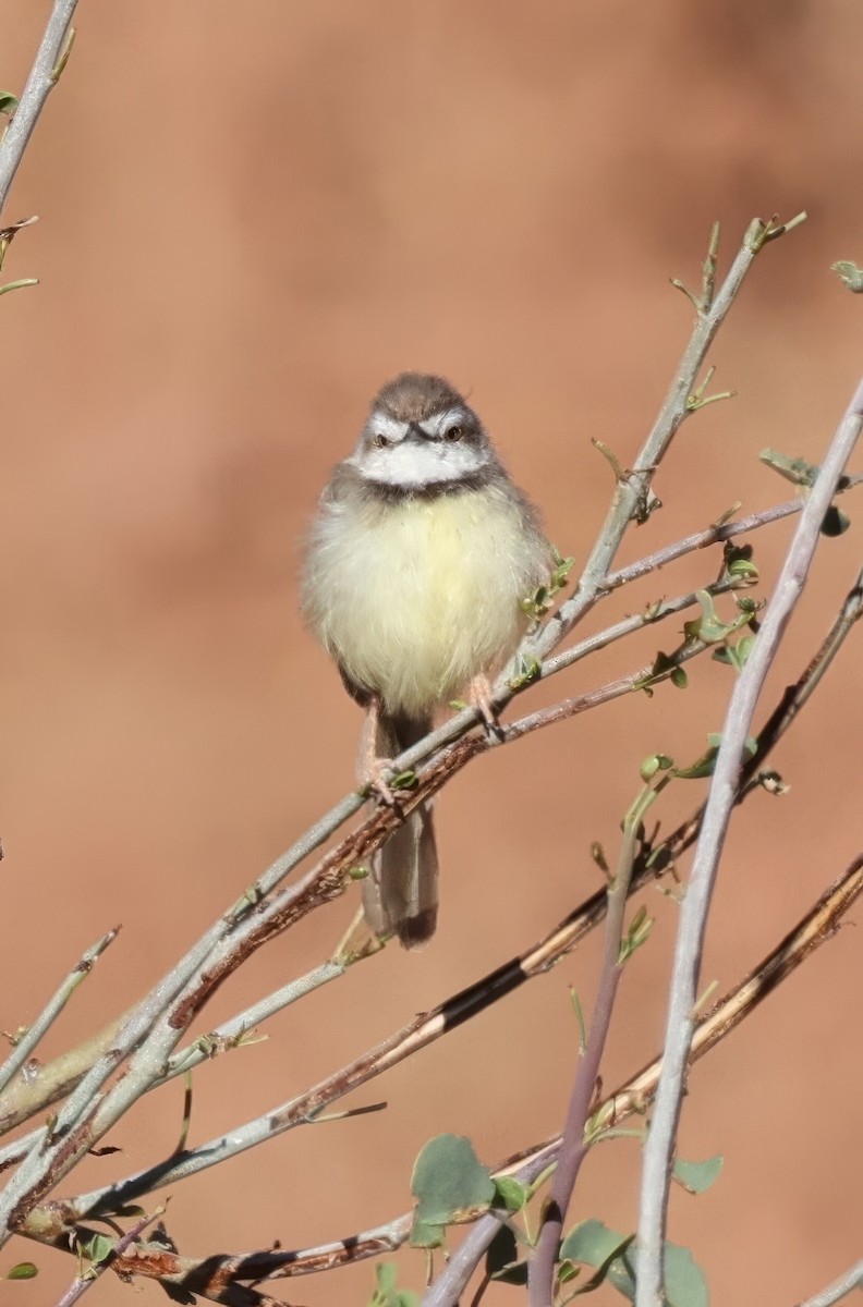 Black-chested Prinia - ML646121818