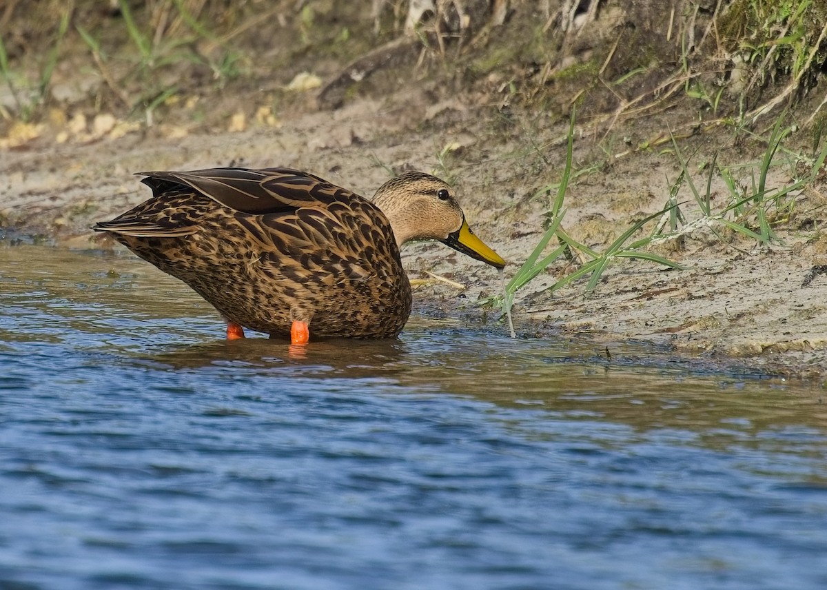 Mottled Duck - ML646121830
