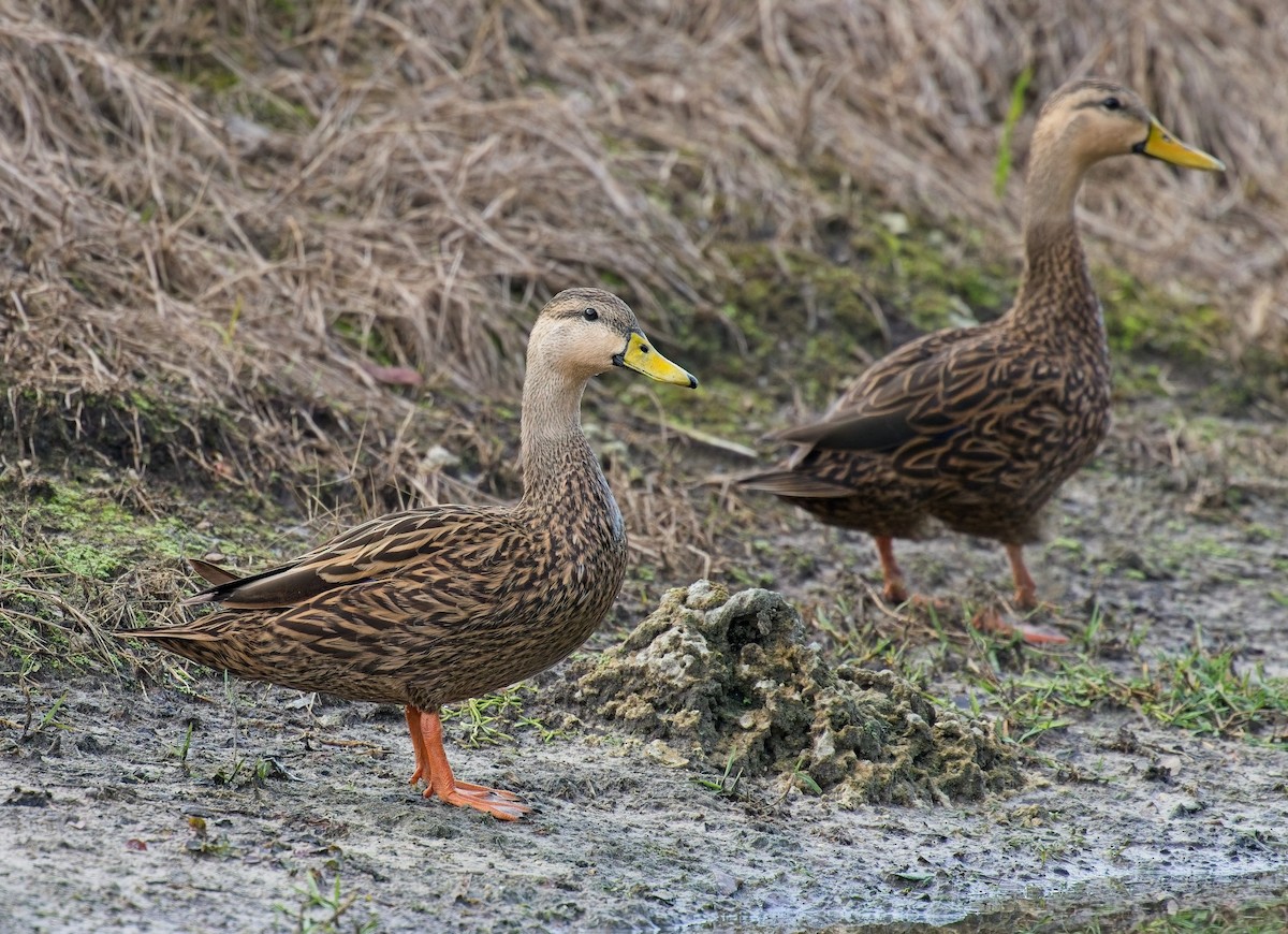 Mottled Duck - ML646121832