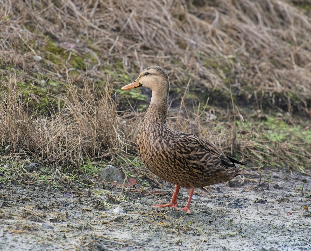 Mottled Duck - ML646121833