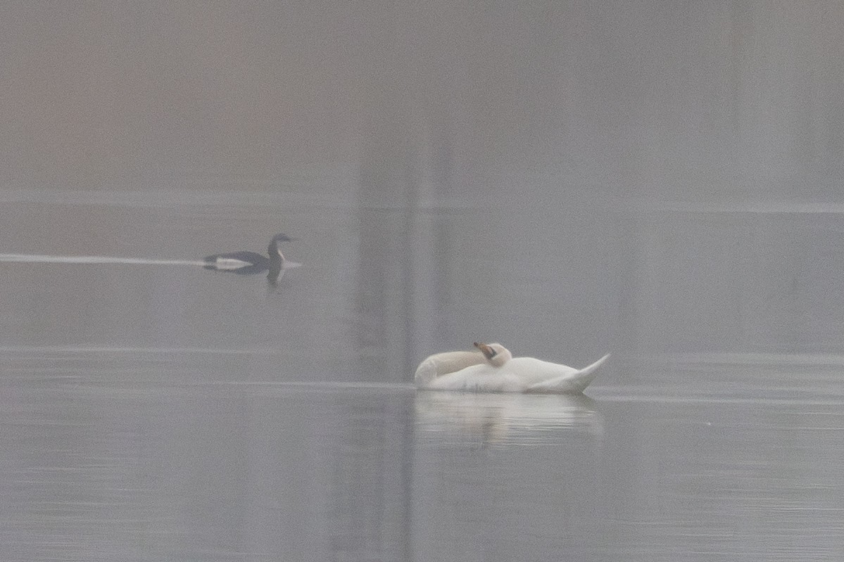 オオハム - ML646121838