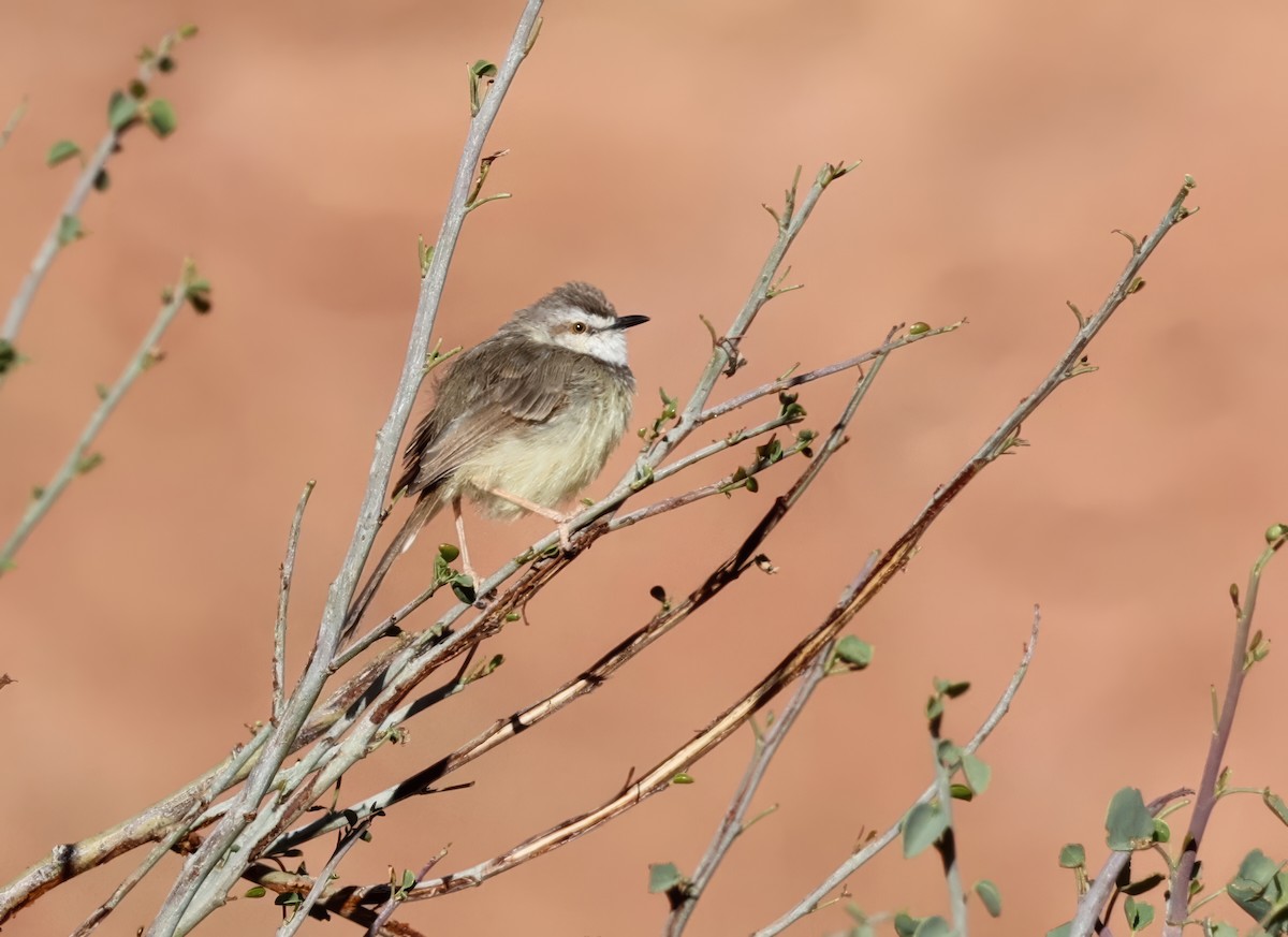 Black-chested Prinia - ML646121839