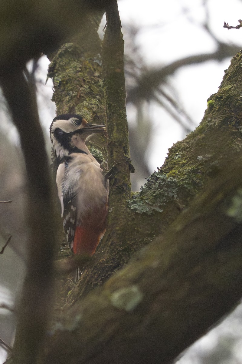 アカゲラ - ML646121845