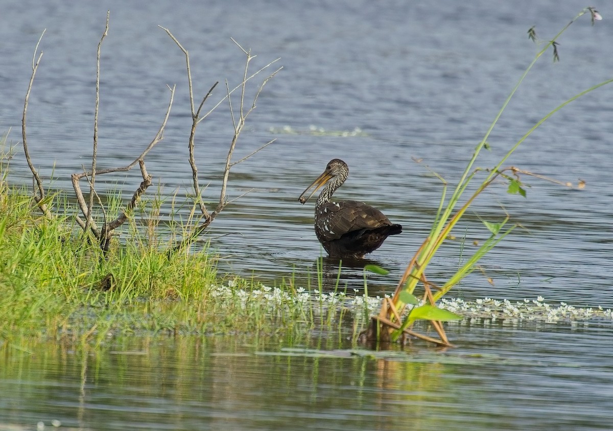 Limpkin - ML646121848