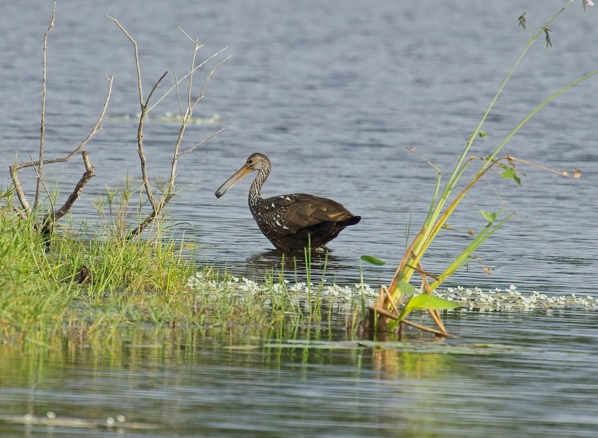 Limpkin - ML646121849
