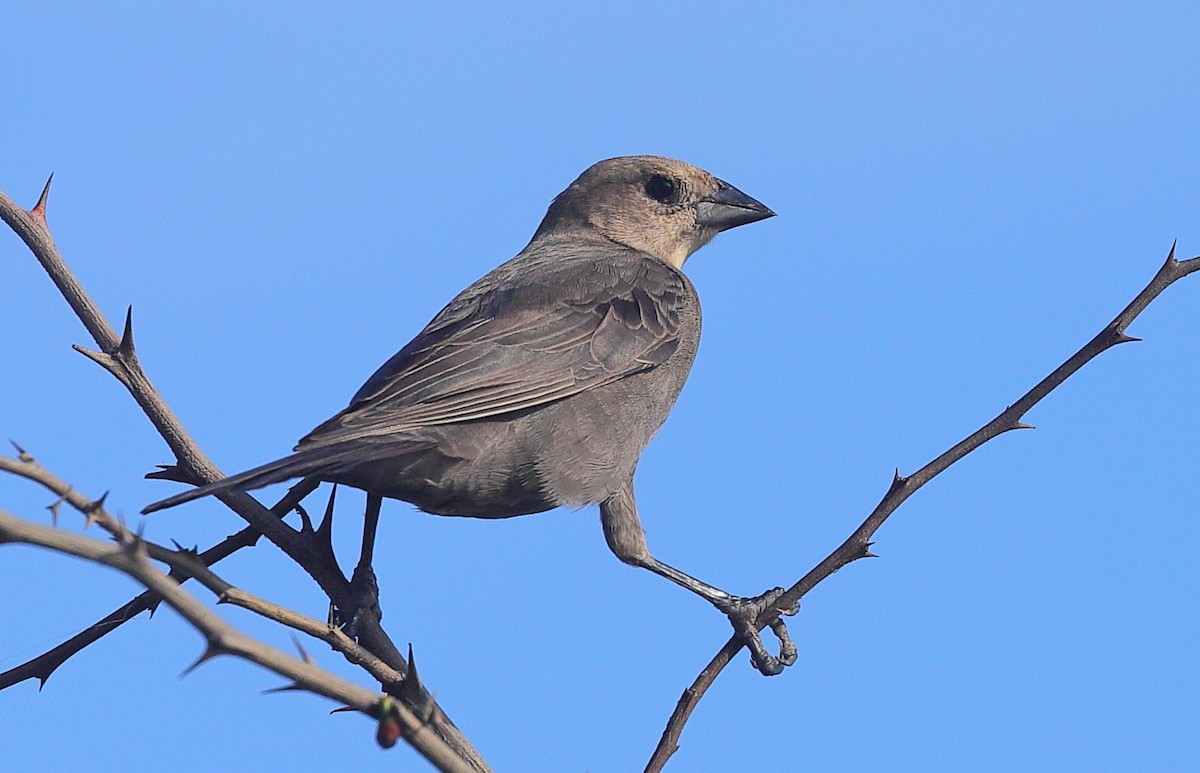שחרורית חומת-ראש - ML646121858