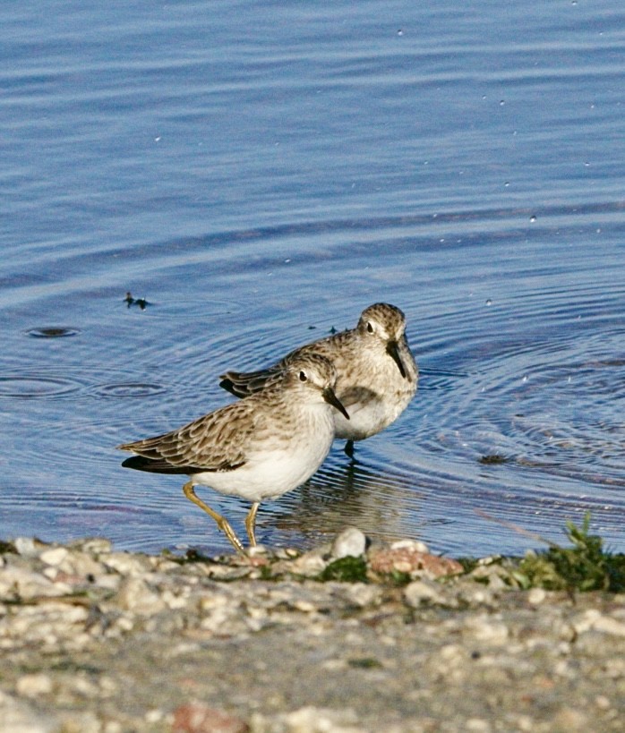 Least Sandpiper - ML646121863