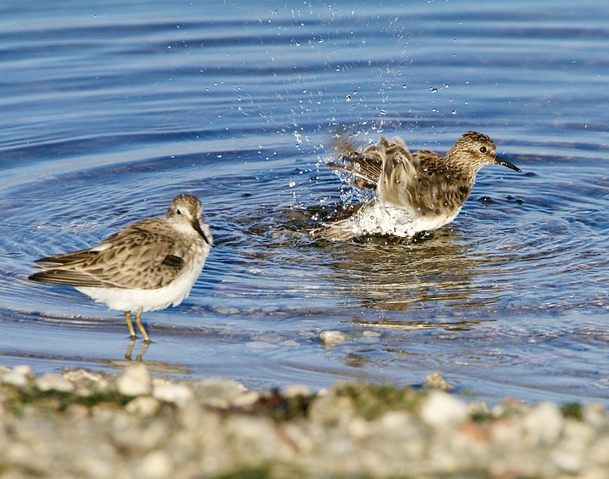 Least Sandpiper - ML646121864