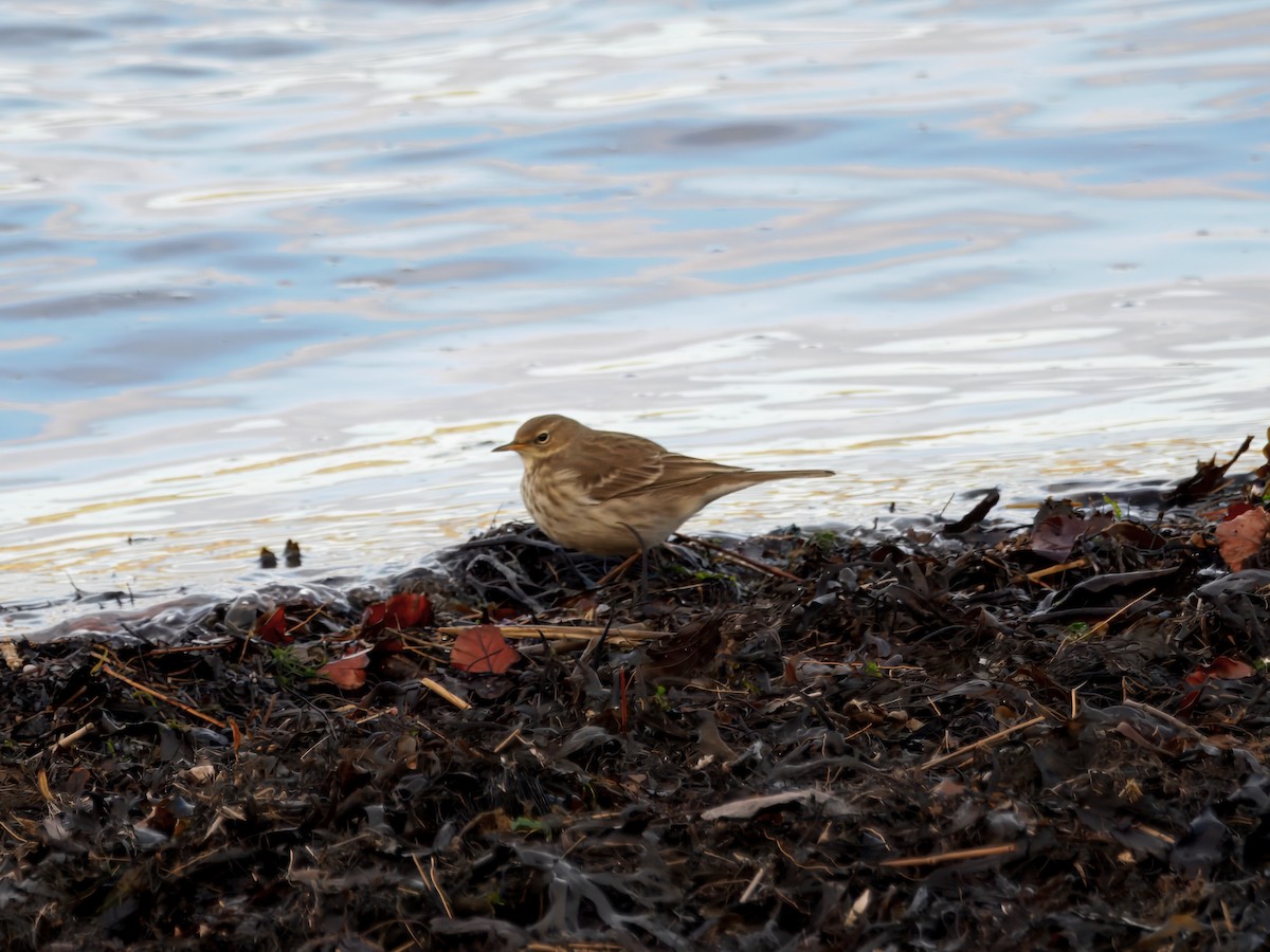 Water Pipit (Western) - ML646121867